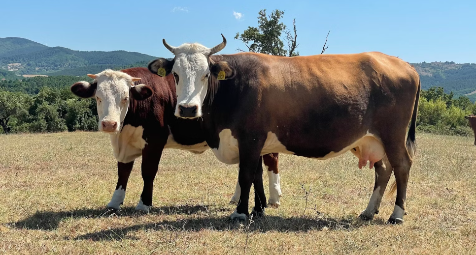 Smart Limousin in Meaford, Ontario.